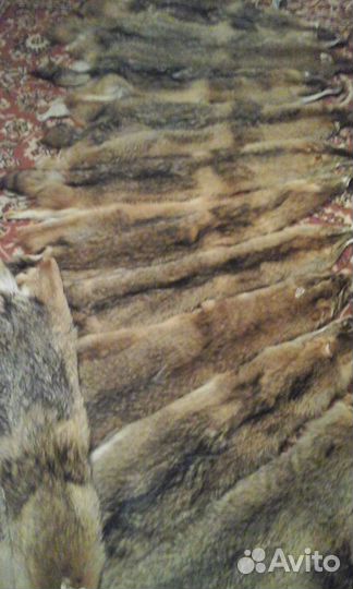 Шкуры степного волка