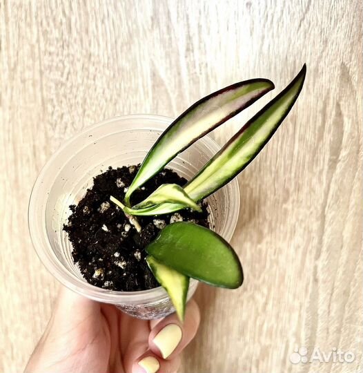 Хойя кентиана вариегатная