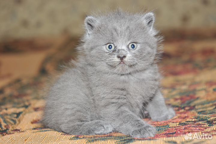 Шотландские вислоухие котята