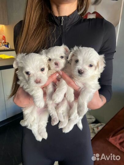 Мальтезе мини