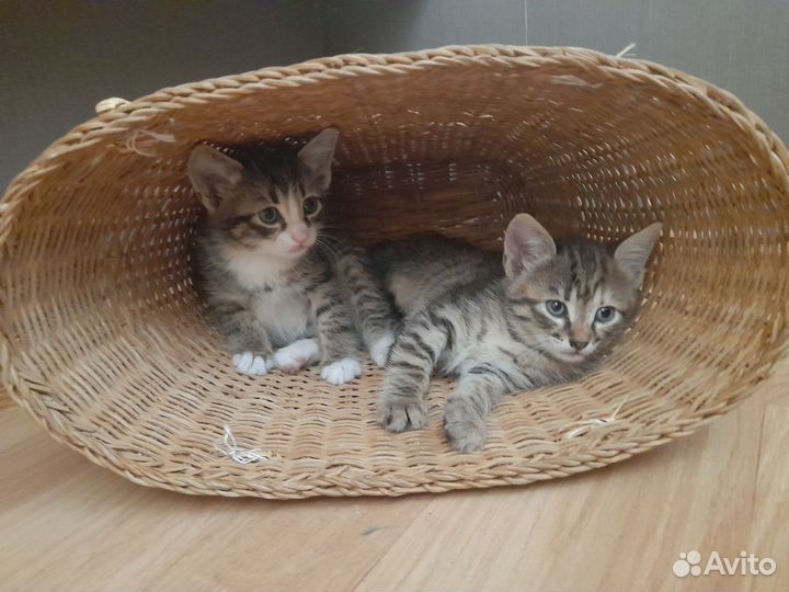 Коты и кошечки