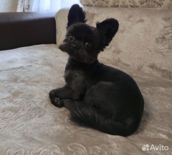 Передержка собак/грызунов/птиц