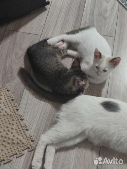 Кошки в добрые руки бесплатно