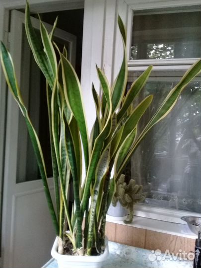 Сансевиерия трехполосная (тещин язык)