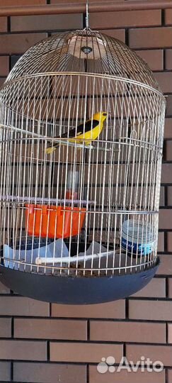 Птицы певчие лесные