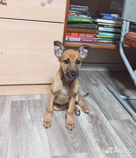 Щенок в семью