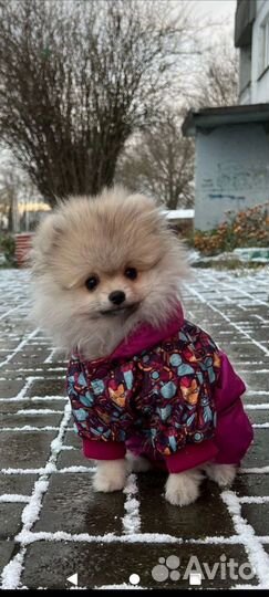 Вязка мини померанский шпиц