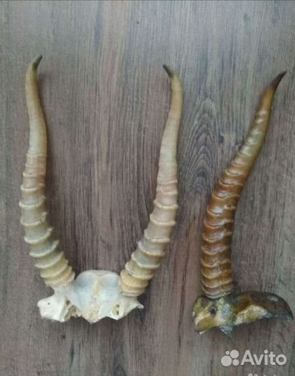 Продам рога лося