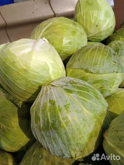 Капуста, перец, тыква, овощи