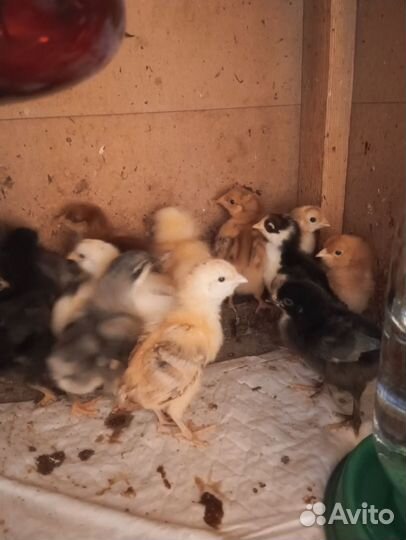 Цыплята разных пород