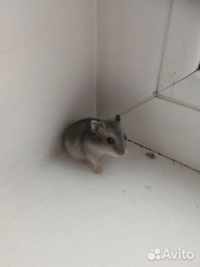 Джунгарские хомячки с клеткой