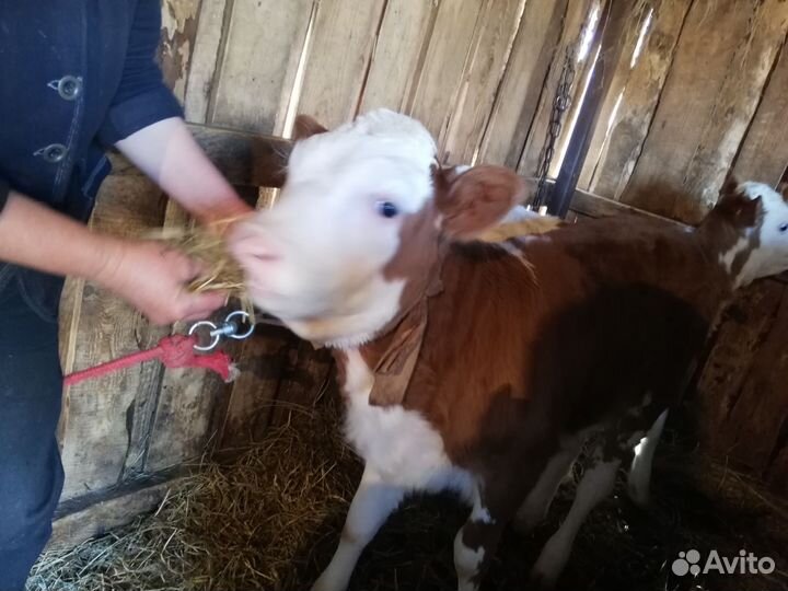 Телята (2 девочки)