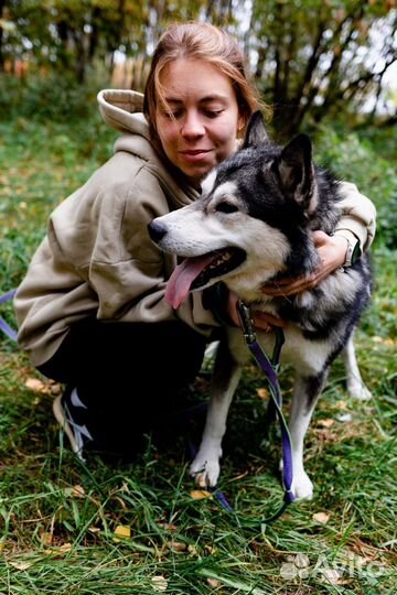 Все ещё в приюте