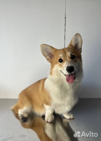 Стрижка собак, груминг кошек