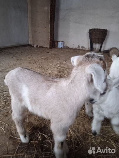 Нубийские козлята