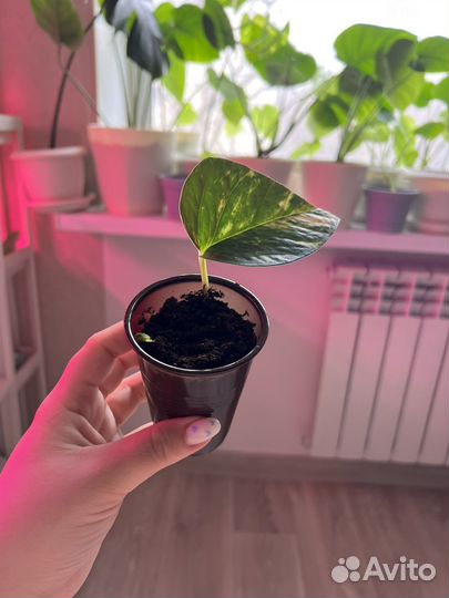 Эпипремнум золотистый (сциндапсус)