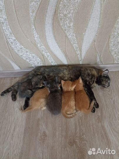 Котята