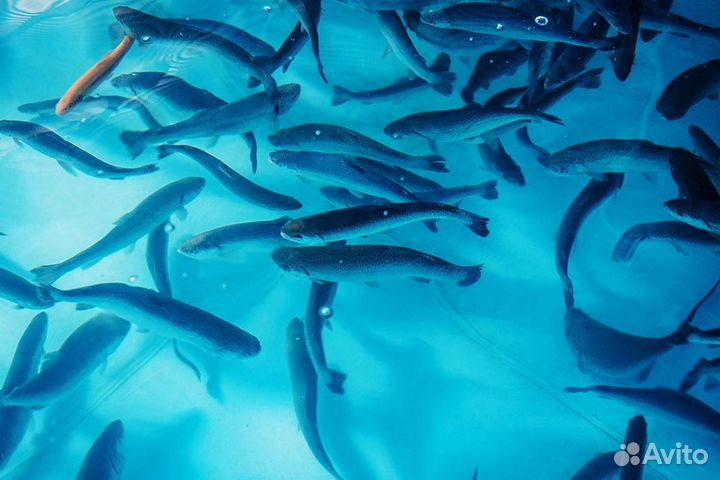 Форель охлажденная (от 1 тонны)