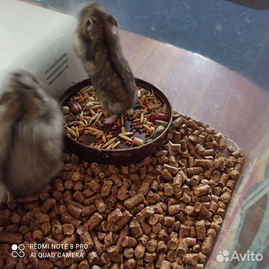 Джунгарский хомяк бесплатно