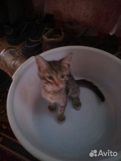 Кот полосатик