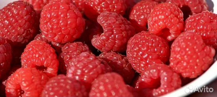 Саженцы Малины глен файн