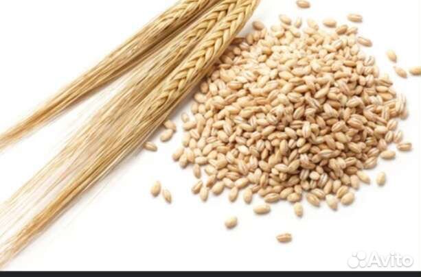Пшеница,ячмень,овёс