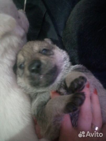 Щенки лабрадора