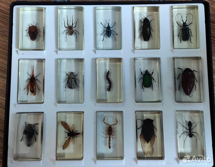 Насекомые и их знакомые