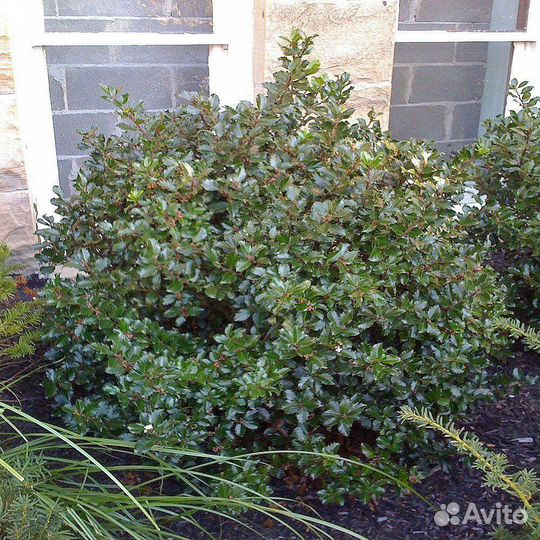 Падуб мезерве Блю Принц