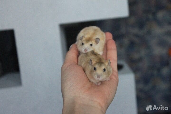 Джунгарские хомячки