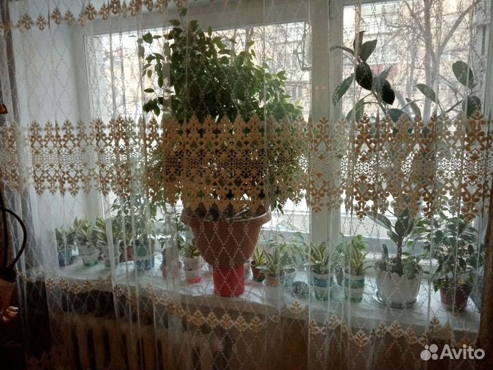 Комнатные растения