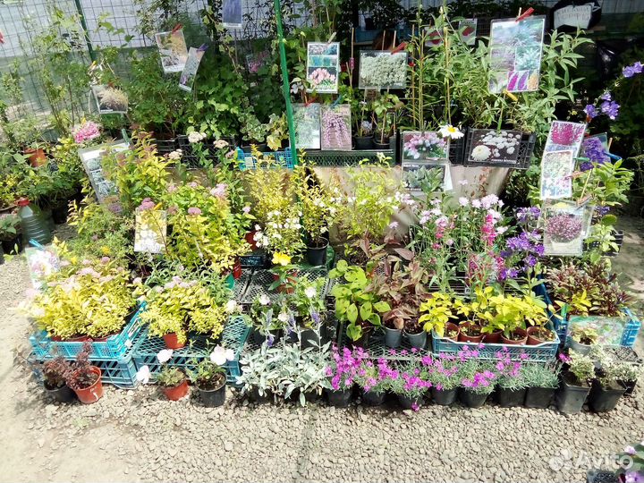 Саженцы плодовых,декоративных растений,розы