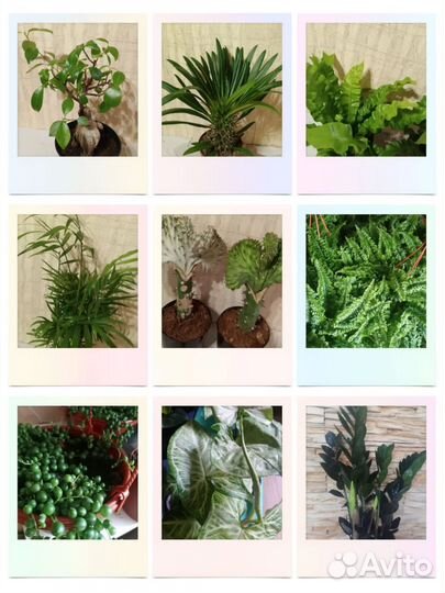 Комнатные растения