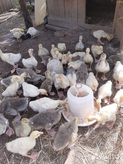 Гусята подрощенные