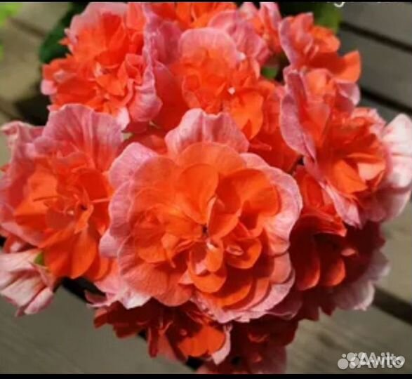 Юв Феникс, пеларгония, герань