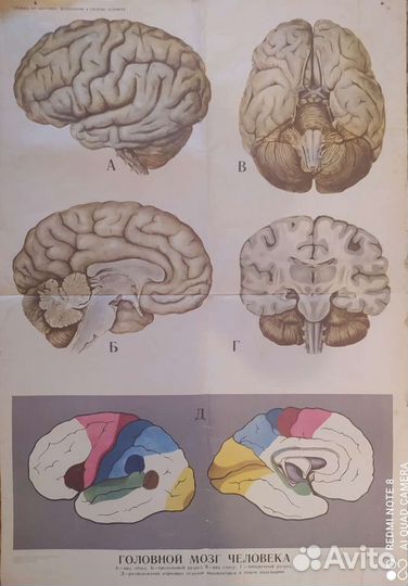 Анатомия и физиология человека. Головной мозг чело