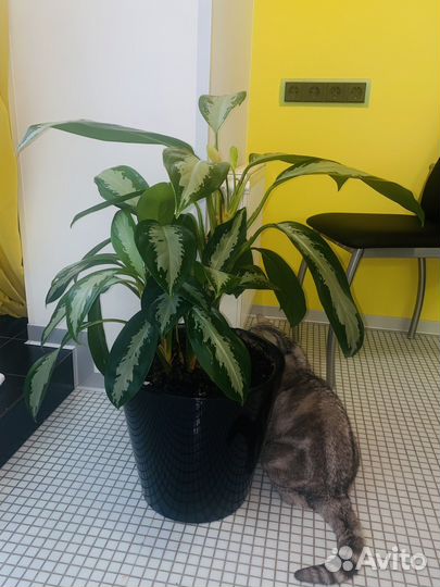 Аглаонема высота 75 80 см с кашпо