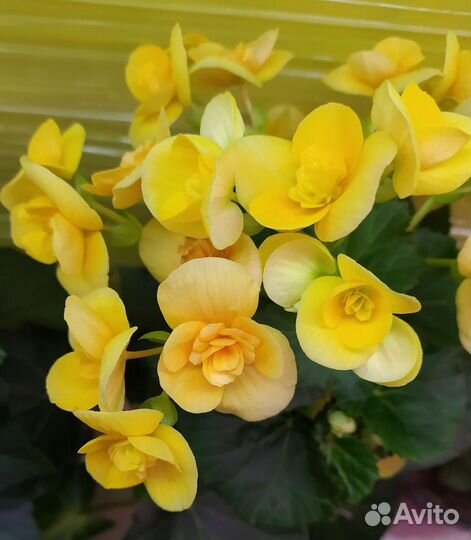 Бегония Элатиор