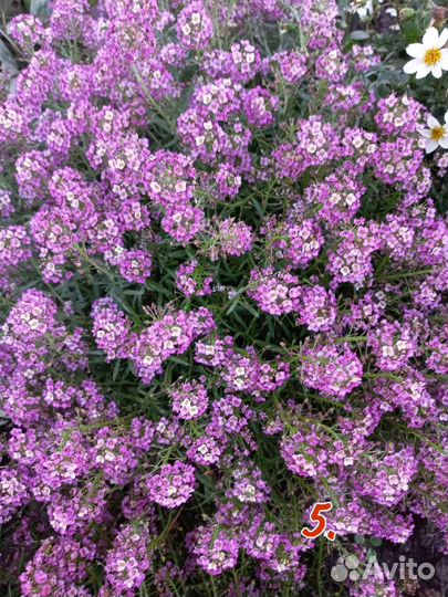 Диасция, немезия, брахикома, лобелия, аргирантемум