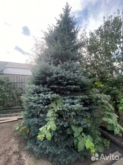 Ель голубая, растущая красавица