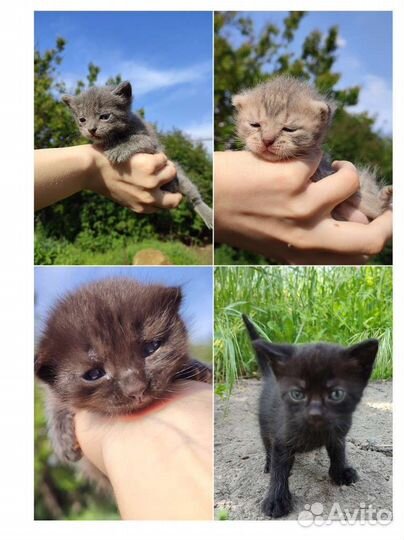 Котята в добрые руки бесплатно