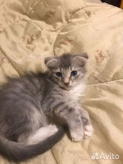 Коты 2 месяца в добрые руки