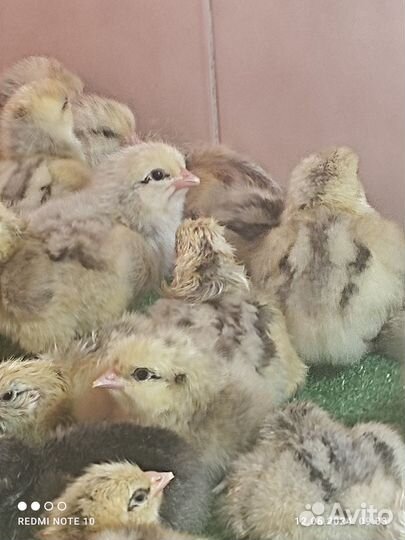 Подрощенные Цыплята- Мастер Грейс