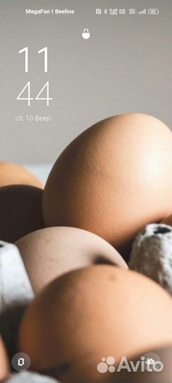 Инкубационное яйцо кур брама