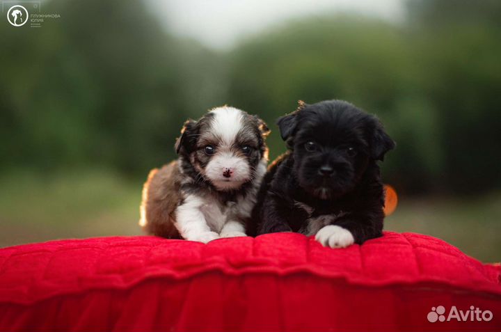 Щенки цветного йорка
