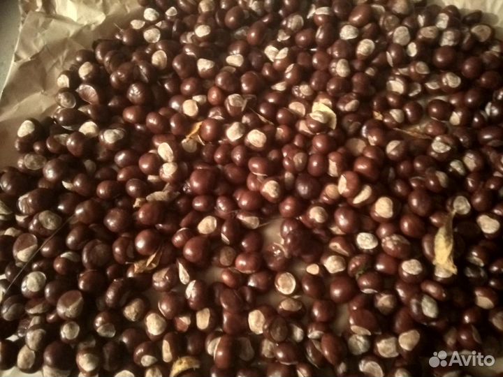 Каштаны плоды