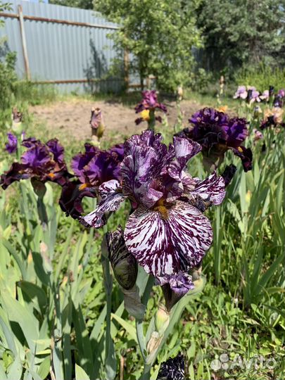 Ирисы коллекционные сорта
