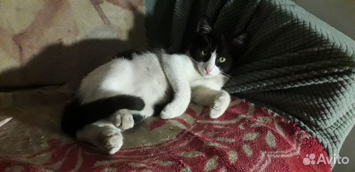 Отдаю кота в добрые руки