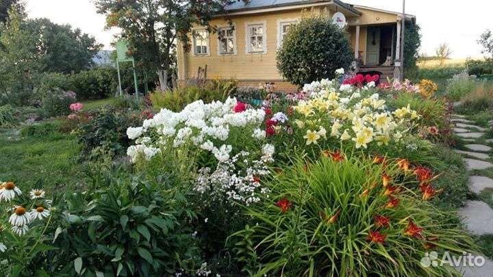 Растения для сада