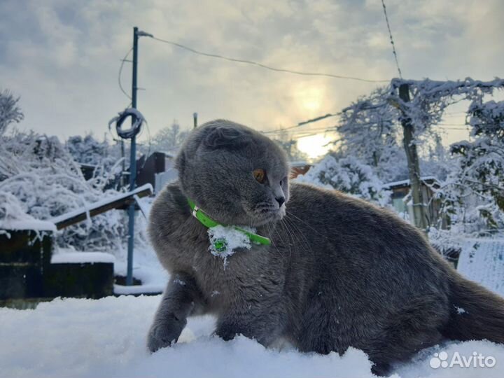 Кошка на вязку